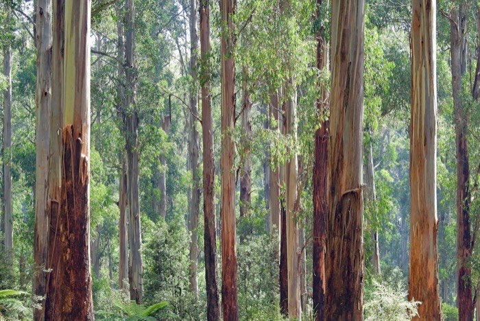 Tall eucalyptus forest