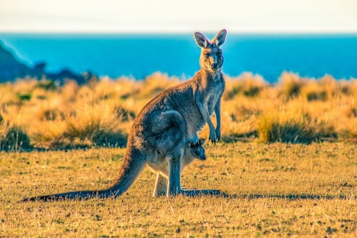 A kangaroo with a joey in its pouch